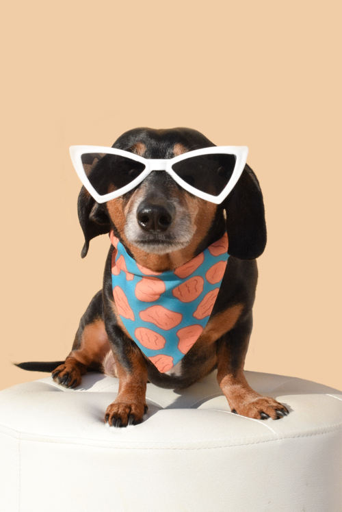 Dog Sunnies